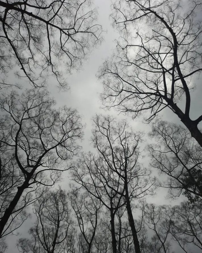 Canopy — Fine Art photograph by Arjun M G (Arjun Gangadharan Madathumpadi), Mumbai, India