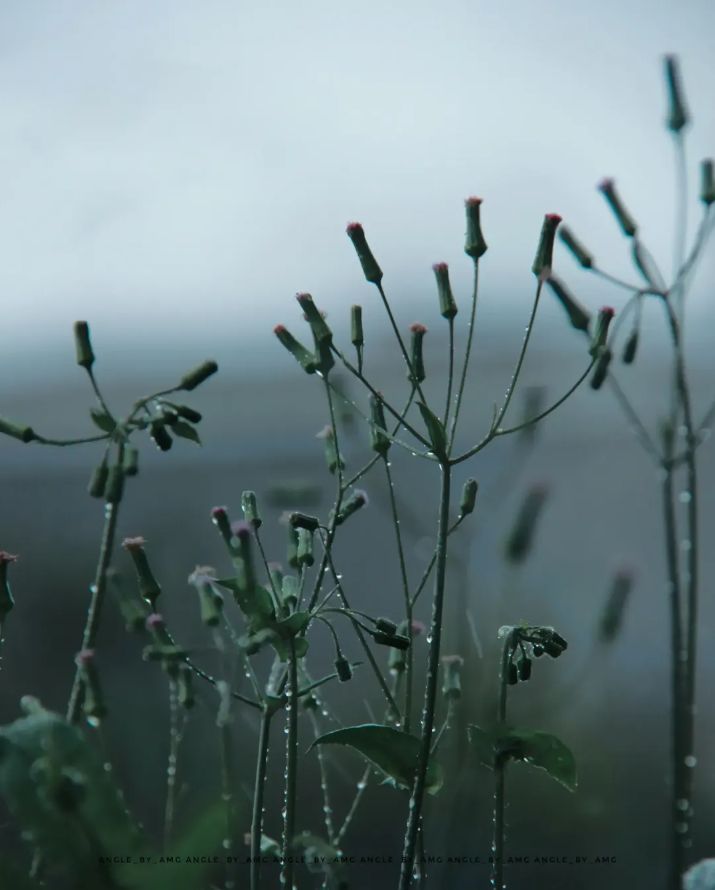 Rain on Stems — Fine Art photograph by Arjun M G (Arjun Gangadharan Madathumpadi), Mumbai, India