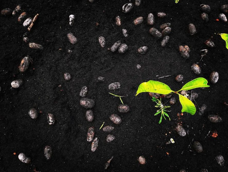 First Green — Fine Art photograph by Arjun M G (Arjun Gangadharan Madathumpadi), Mumbai, India